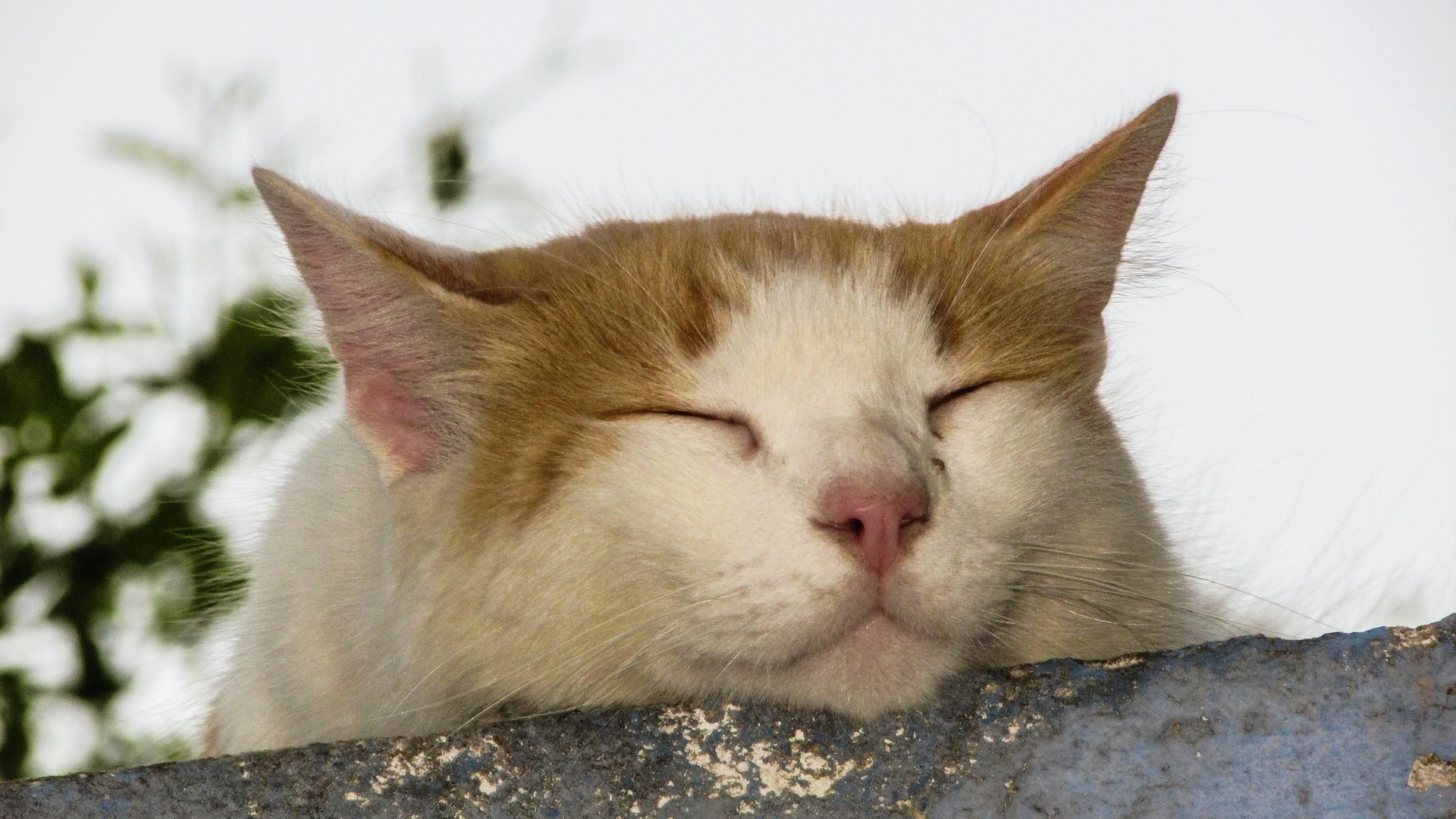 Cat lacking motivation