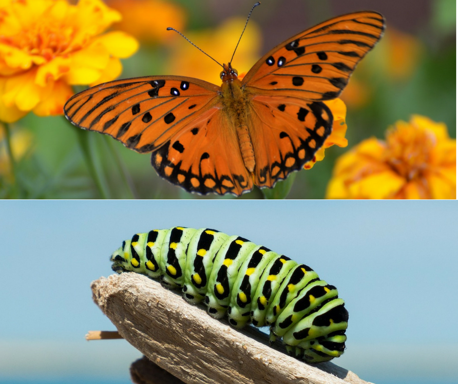 Starting over. Caterpillar changes into a butterfly.
